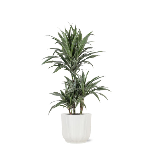 Dracaena Warneckii Ø21cm - ↕65cm in Vibes WIT pot