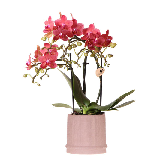 Orchidee colibrì | Orchidea rossa Congo + Bali vaso decorativo sabbia - dimensioni vaso Ø9cm | pianta d'appartamento in fiore - fresca dal coltivatore