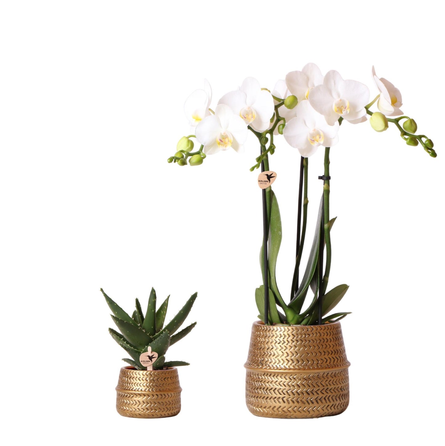 Kolibri Company - Set di piante Groove gold | Set con orchidea Phalaenopsis bianca Amabilis Ø9cm e pianta verde Succulente Aloe Brevifolia Ø6cm | incl. vasi decorativi in ​​ceramica dorata