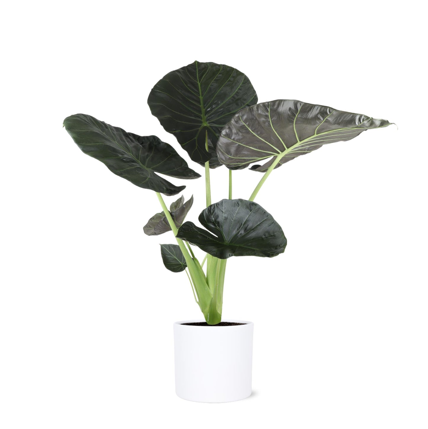 Alocasia Regal Shield Ø24cm - ↕110cm in Era WHITE pot