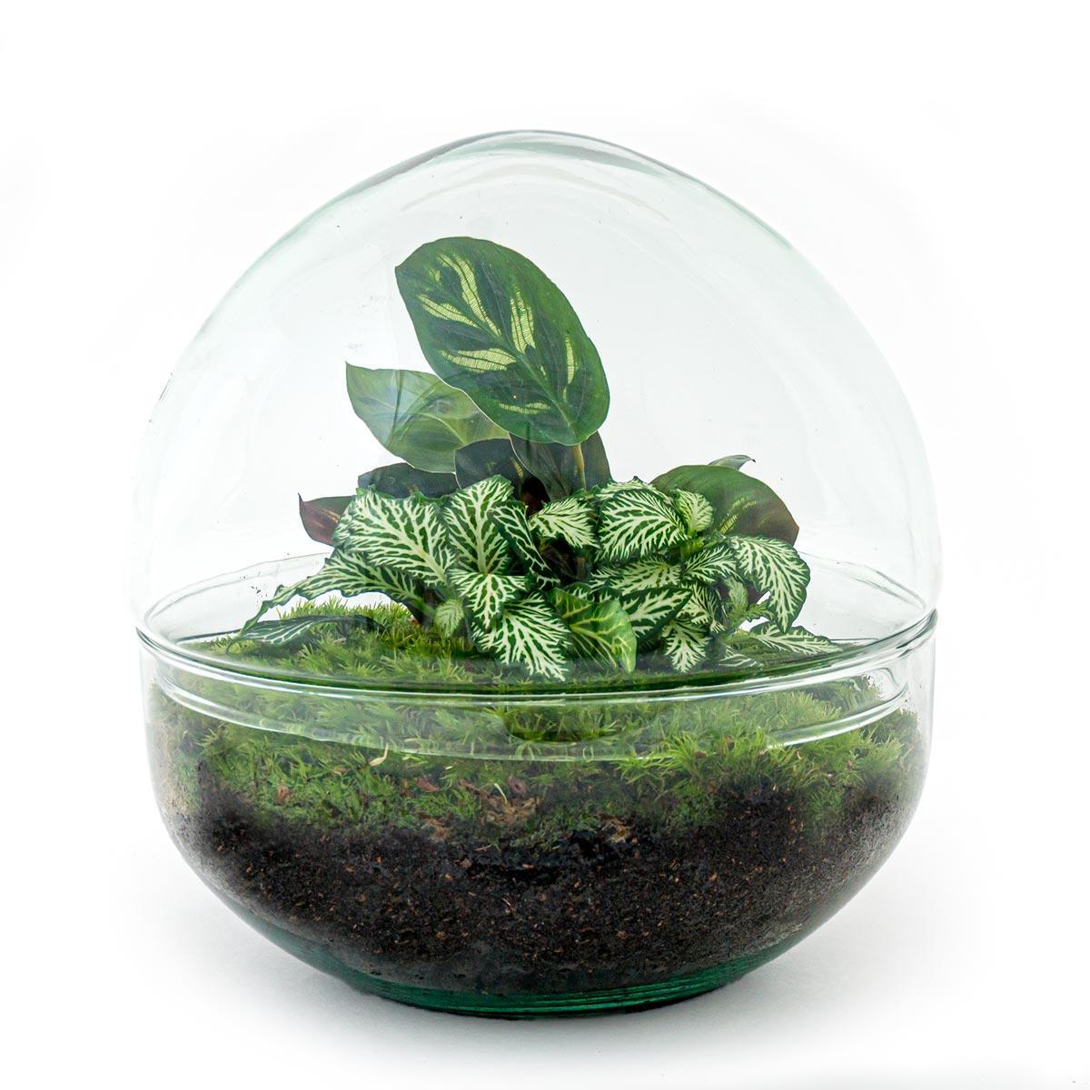 DIY terrarium - Dome - ↕ 20 cm - Rake + Shovel + Tweezer + Scissors