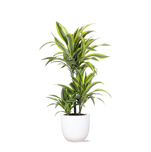 Dracaena Lemon Lime Ø21cm - ↕65cm in vaso Boule BIANCO