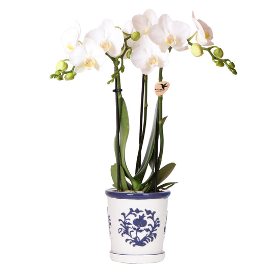 Orchidee colibrì | orchidea bianca Amabilis + Malaga vaso decorativo blu - dimensioni vaso Ø9cm | pianta d'appartamento in fiore - fresca dal coltivatore