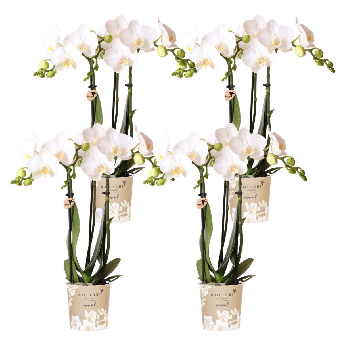 Kolibri Orchids | COMBI DEAL van 4 witte Phalaenopsis orchideeën - Amabilis - potmaat Ø9cm | bloeiende kamerplant - vers van de kweker