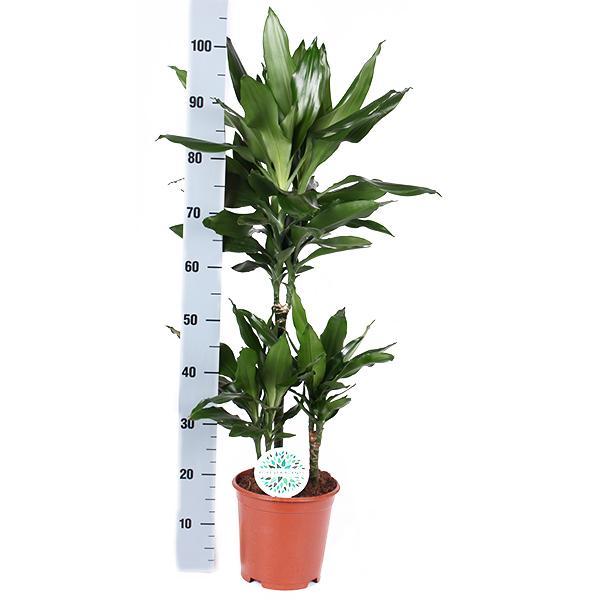 Dracaena Janet Lind Ø21cm - ↕90cm in vaso Boule BIANCO