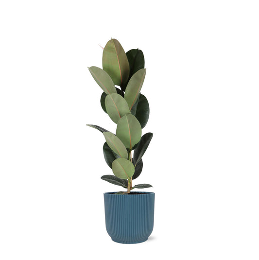 Ficus Elastica Robusta - Ø21cm - ↕90cm in vaso Vibes blu