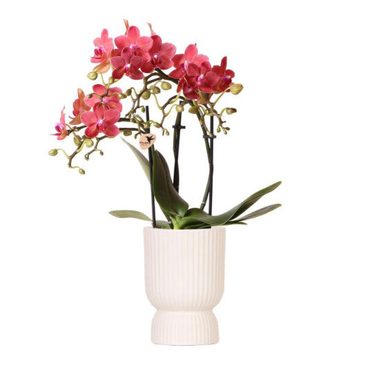 Orchidee colibrì | Orchidea Phalaenopsis rossa - Travertino Congo + Diabolo - dimensioni vaso Ø9cm | pianta d'appartamento in fiore - fresca dal coltivatore