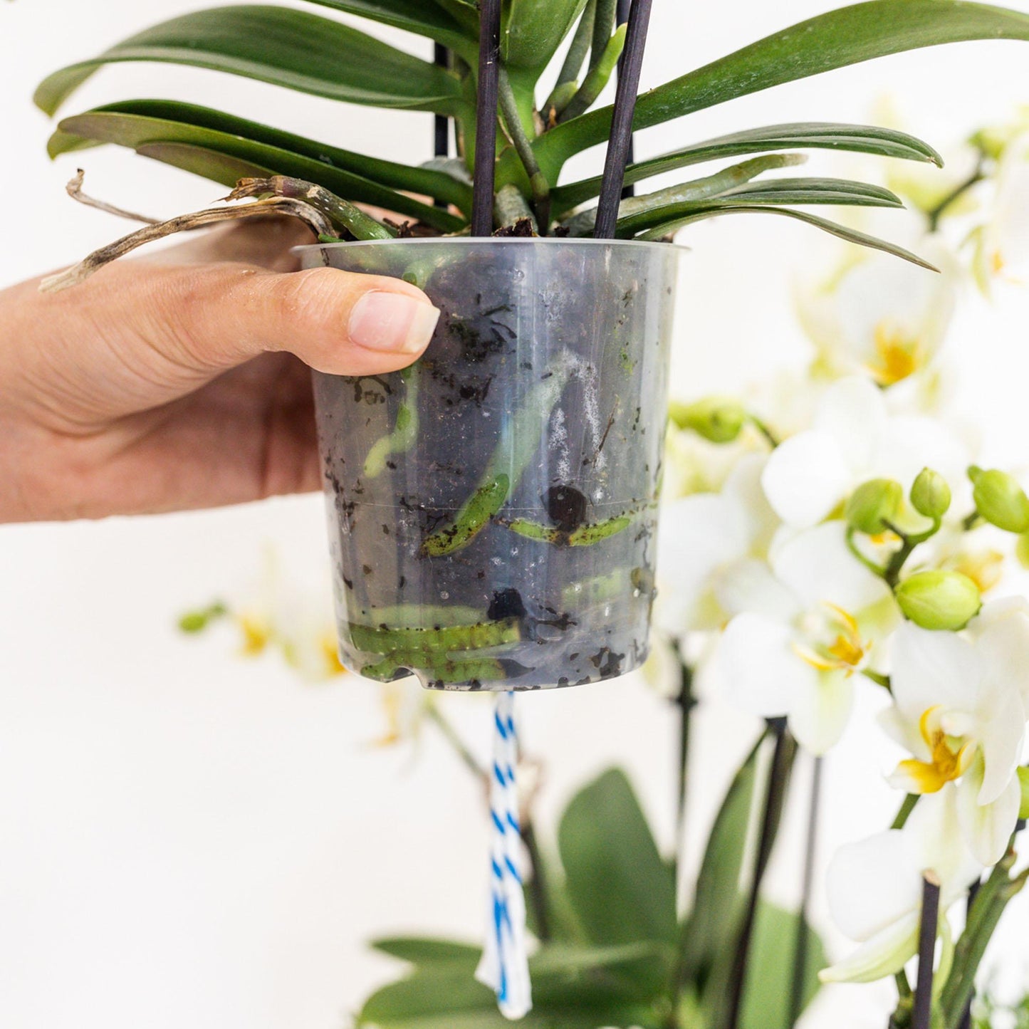 Hummingbird Orchids | white plant set in Reed Basket incl. water reservoir | three white orchids Amabilis 9cm and three green plants | Jungle Bouquet white with self-sufficient water reservoir