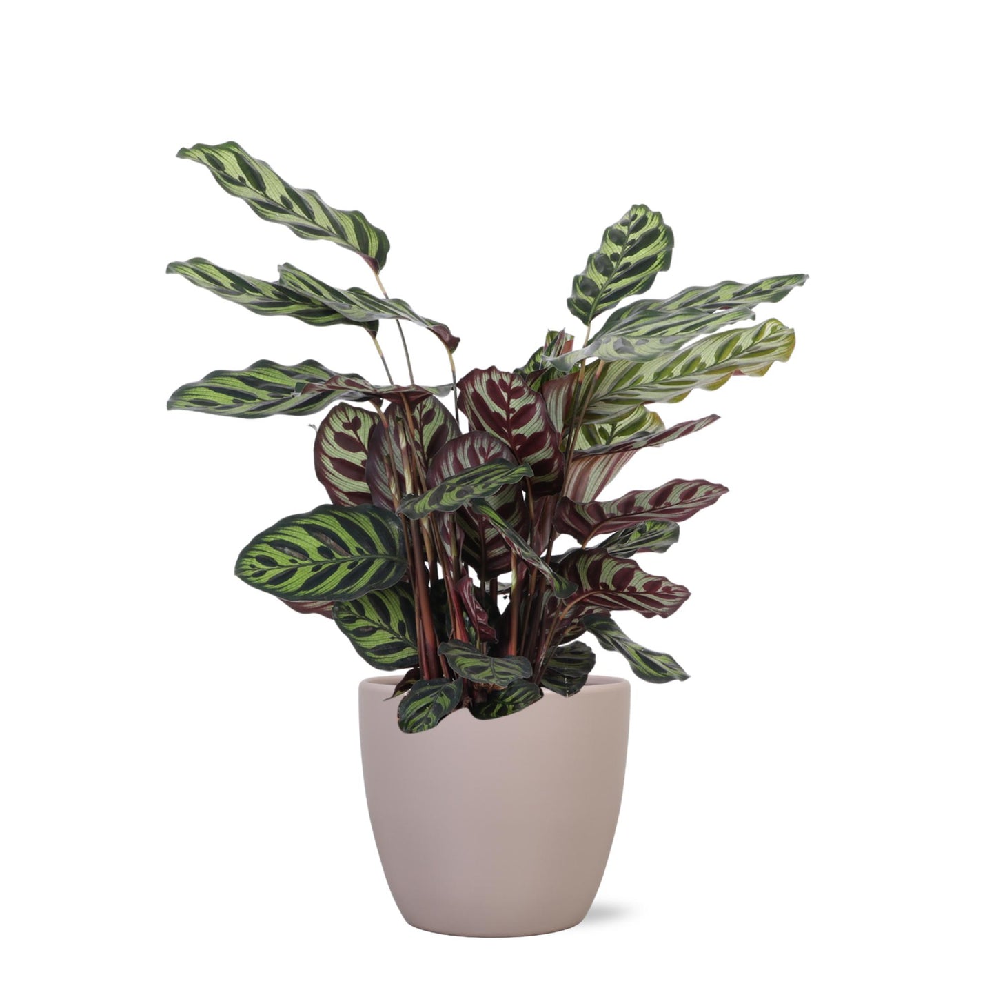 Calathea Makoyana Ø21cm - ↕70cm in vaso Boule TAUPE