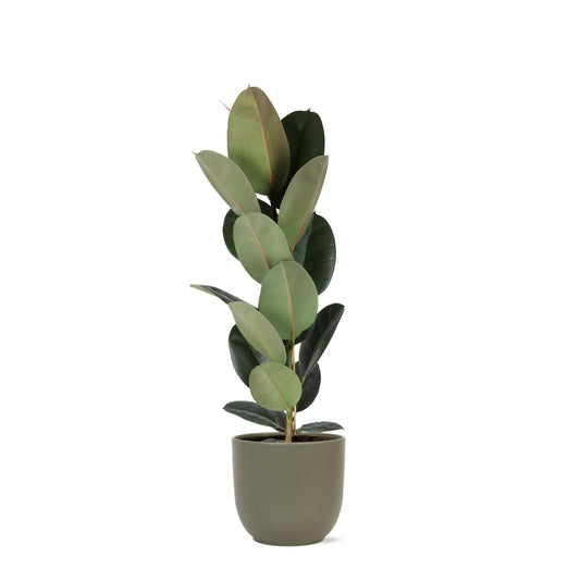 Ficus Elastica Robusta - Ø21cm - ↕90cm in vaso Boule OLIVA