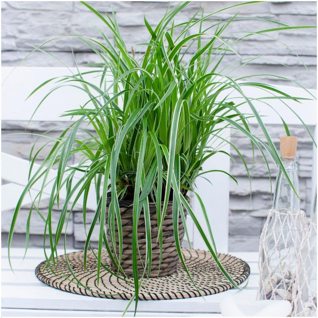 6 x Carex morrowi 'Ice Dance' - Ø 14 cm - ↨ 25 cm