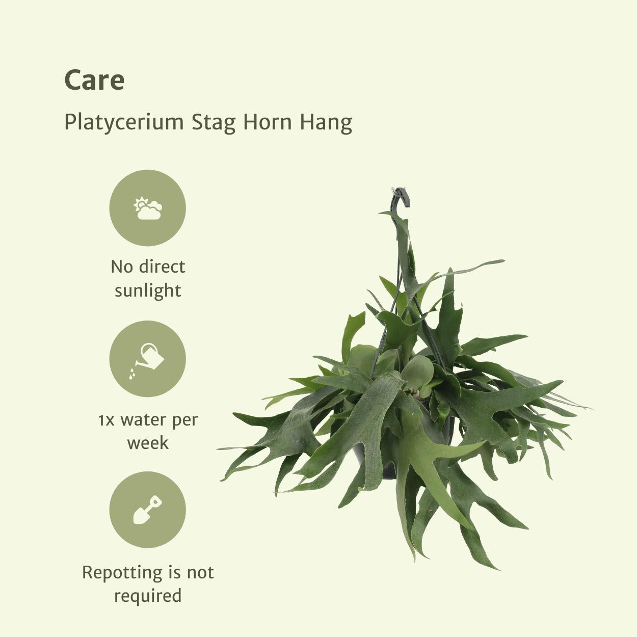 Platycerium Hertshoorn Hang - Ø21cm - ↕50cm Platycerium Hertshoorn Hang - Ø21cm - ↕50cm