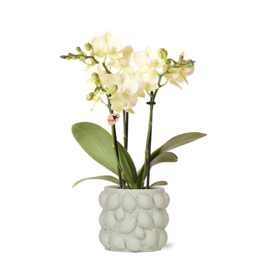 Kolibri Orchids | gele Phalaenopsis orchidee – Mexico + Citrus sierpot green – potmaat Ø9cm – 40cm hoog | bloeiende kamerplant in bloempot - vers van de kweker