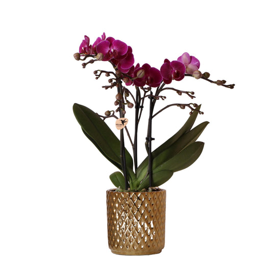 Orchidee colibrì | orchidea Phalaenopsis viola - Morelia + vaso decorativo Diamond oro - dimensioni vaso Ø9 cm - altezza 35 cm | pianta d'appartamento in fiore - fresca dal coltivatore