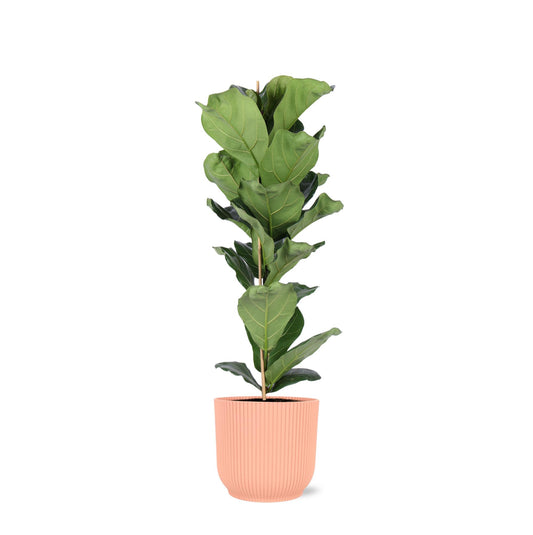 Ficus Lyrata - Ø21cm - ↕90cm in vaso Vibes ROSA