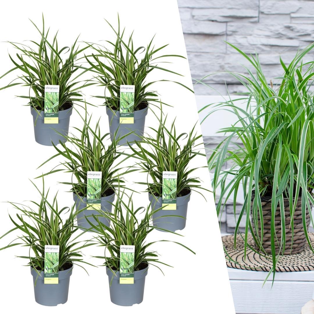 6 x Carex morrowi 'Danza sul ghiaccio' - Ø 14 cm - ↨ 25 cm 