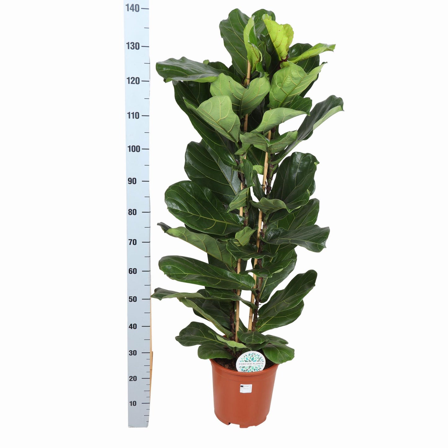 Ficus Lyrata Ø27cm ↕140cm in vaso Boule BIANCO