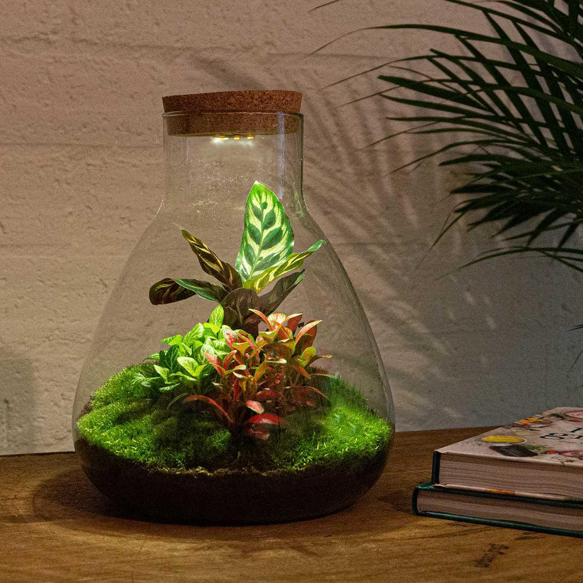 Terrario fai da te - Sam Calathea con luce - ↕ 30 cm - Rastrello + Pala + Pinzetta + Forbici