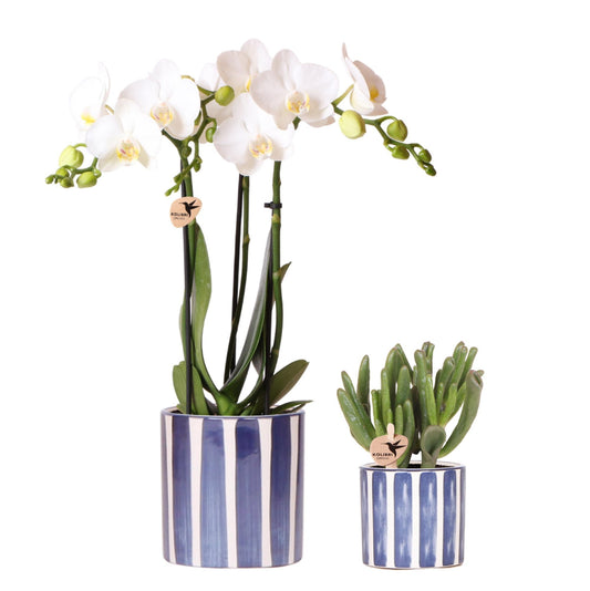 Orchidee colibrì | Set di orchidea Phalaenopsis bianca Amabilis e succulenta Crassula Hobbit in vaso Painted Stripe blu - dimensioni vaso Ø9 cm + Ø6 cm | pianta d'appartamento in fiore - fresca dal coltivatore