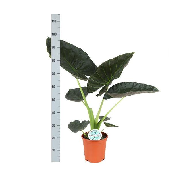 Alocasia Regal Shield Ø21cm - ↕100cm in Vibes WHITE pot