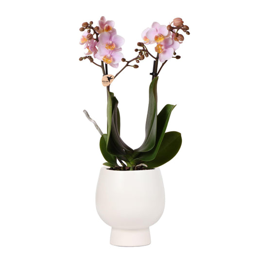 Orchidee colibrì | Orchidea Phalaenopsis rosa – Andorra + vaso decorativo Scandic bianco – dimensioni vaso Ø9cm – altezza 40cm | pianta d'appartamento fiorita in vaso di fiori - fresca dal coltivatore