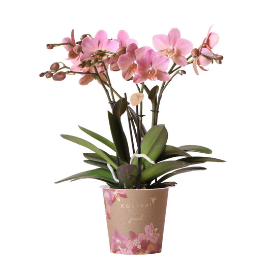 Orchidee colibrì | Orchidea Phalaenopsis rosa antico - Gioiello Treviso - vaso Ø12cm | pianta d'appartamento in fiore - fresca dal coltivatore