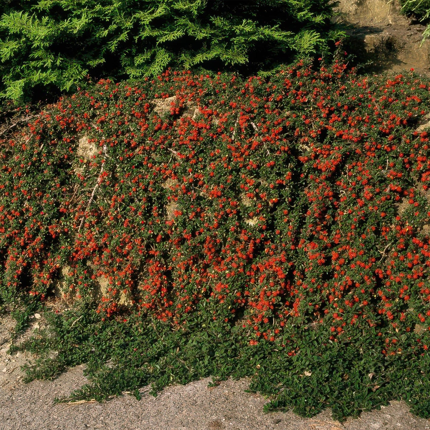 Cotoneaster pr. 'Il ritrovamento di Streib' - ↕25 cm - Ø9 cm - 40x