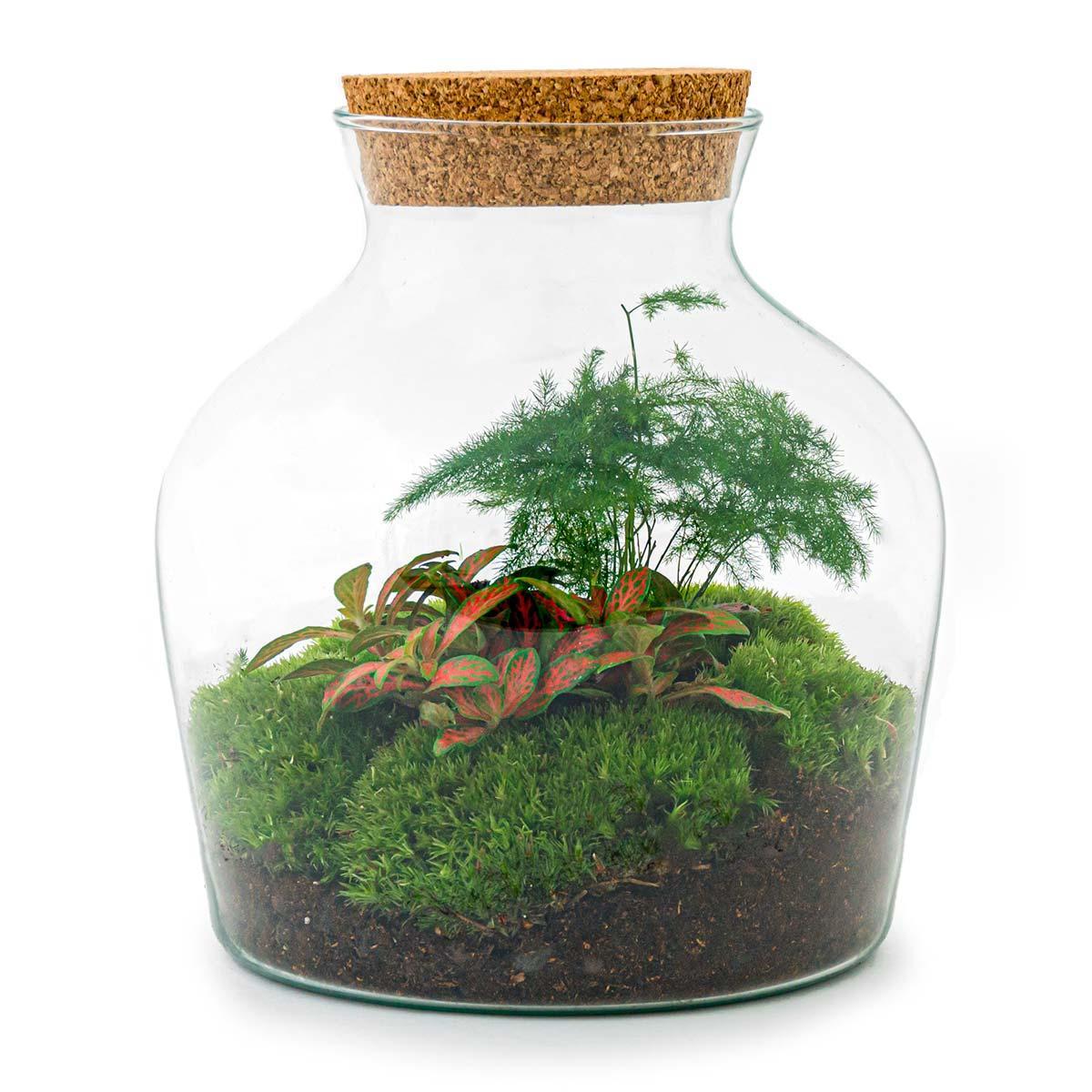 DIY terrarium - Little Joe - ↕ 21.5 cm - Rake + Shovel