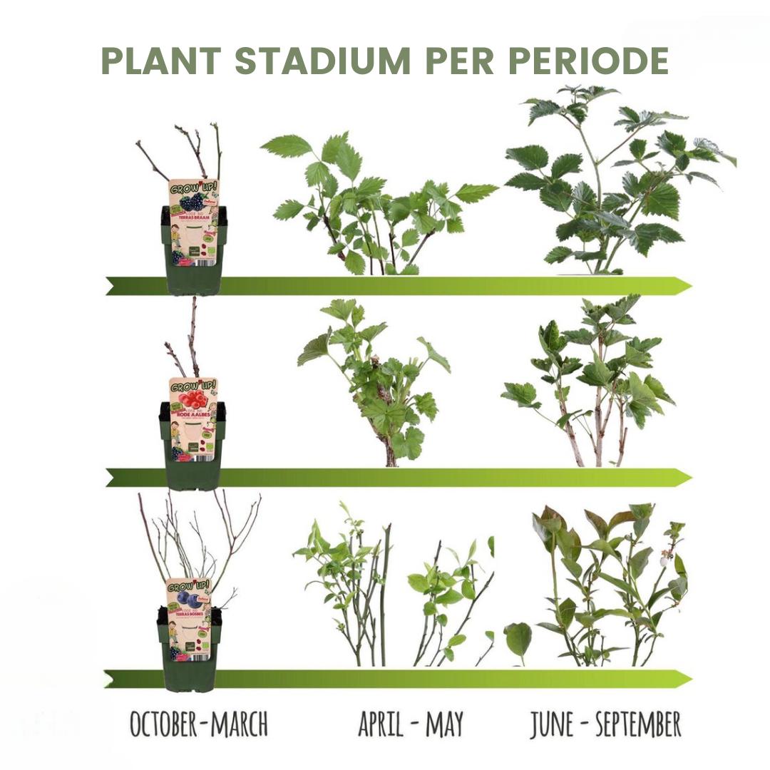 "Fruit oasis" BIO Fruit plants mix set of 5 different types