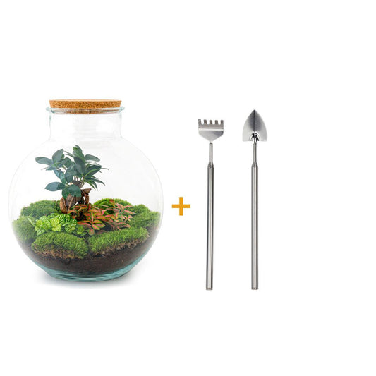 Terrario fai da te - Bolder Bob Bonsai - ↕ 30 cm - Rastrello + Pala