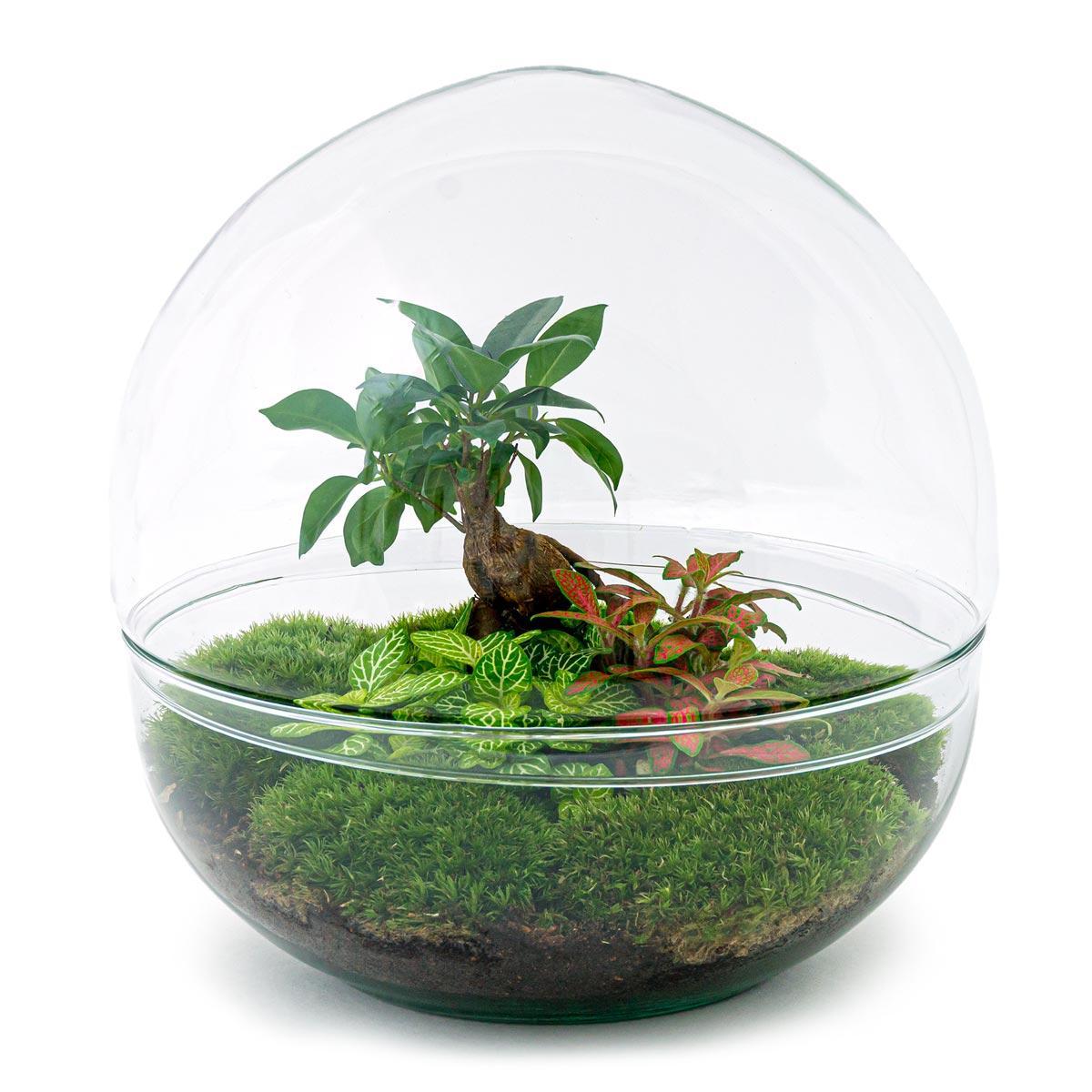 Terrario fai da te - Cupola XL - Ficus Ginseng Bonsai - ↕ 30 cm - Rastrello + Pala + Pinzetta + Forbici