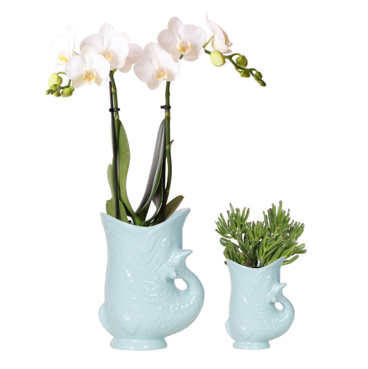 Orchidee colibrì | Set di piante Pesce Turchese | Set con orchidea Phalaenopsis bianca Amabilis Ø9cm e pianta verde Succulente Crassula Hobbit Ø6cm | incl. vasi decorativi in ​​ceramica turchese