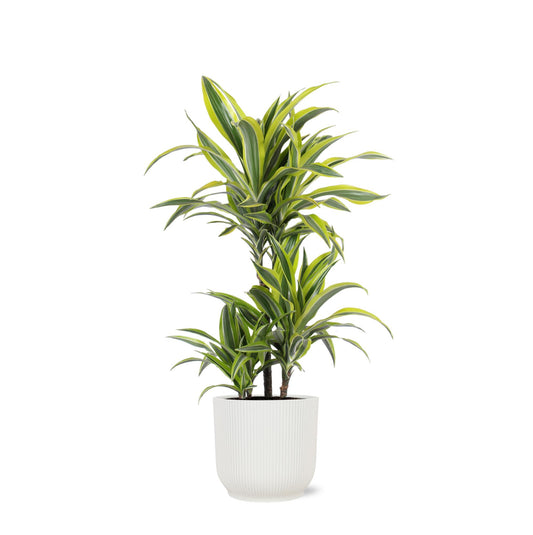 Dracaena Limone Lime Ø21cm - ↕65cm