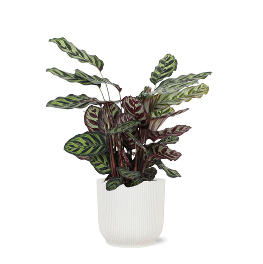 Calathea Makoyana Ø21cm - ↕70cm in Vibes WHITE pot