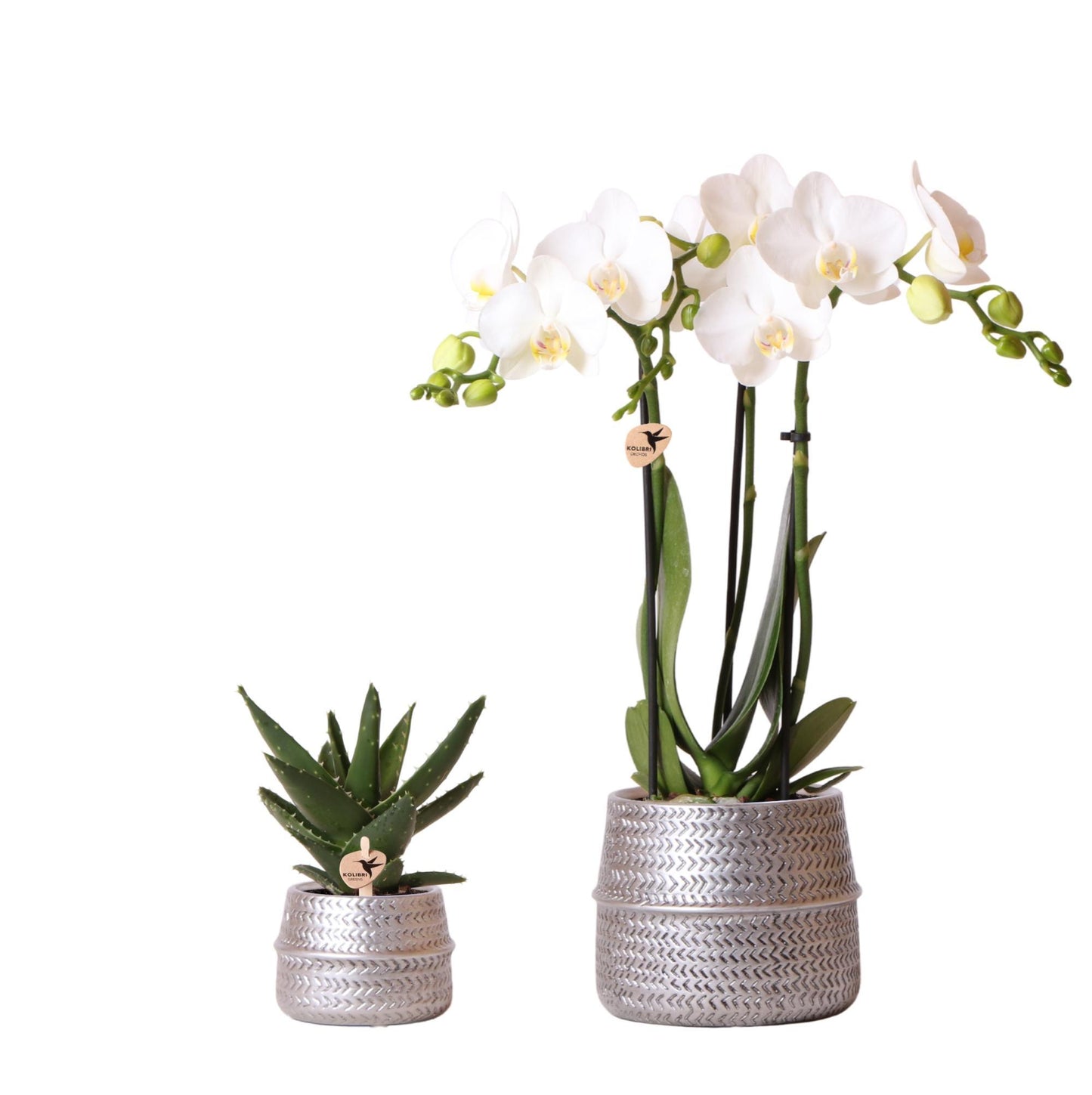 Kolibri Company - Set di piante Groove argento | Set con orchidea Phalaenopsis bianca Amabilis Ø9cm e pianta verde Succulente Aloe Brevifolia Ø6cm | incl. vasi decorativi in ​​ceramica argentata