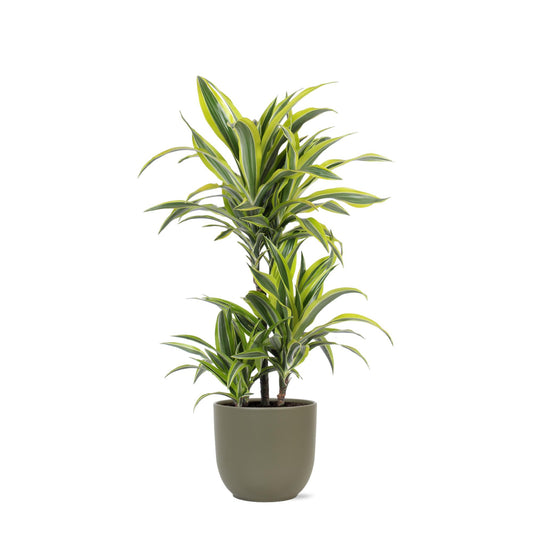 Dracaena Lemon Lime Ø21cm - ↕65cm in vaso Boule OLIVA