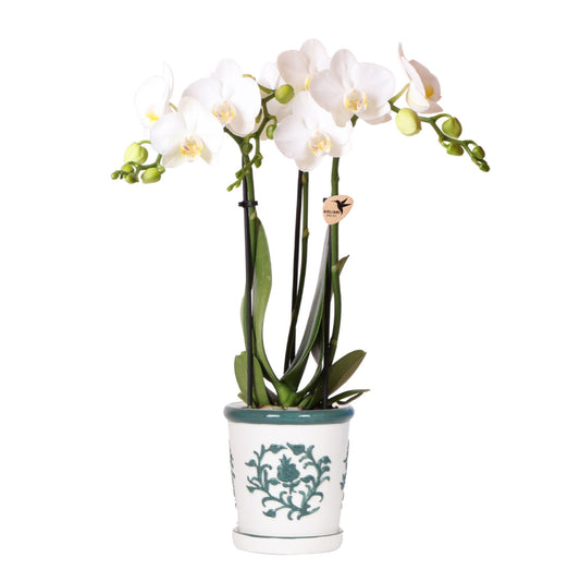 Orchidee colibrì | orchidea bianca Amabilis + Malaga vaso decorativo verde - dimensioni vaso Ø9cm | pianta d'appartamento in fiore - fresca dal coltivatore