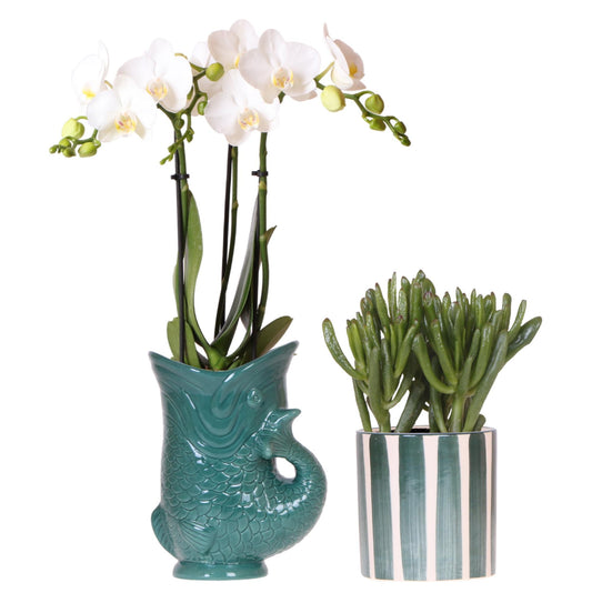 Orchidee colibrì | Set di orchidea bianca Amabilis in vaso per pesci verde e succulenta in vaso Painted Stripe verde - dimensioni vaso Ø9 cm | pianta d'appartamento in fiore - fresca dal coltivatore