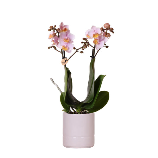 Orchidee colibrì | Orchidea phalaenopsis rosa - Andorra + Vaso rosa pastello - dimensioni vaso Ø9cm | pianta d'appartamento in fiore - fresca dal coltivatore