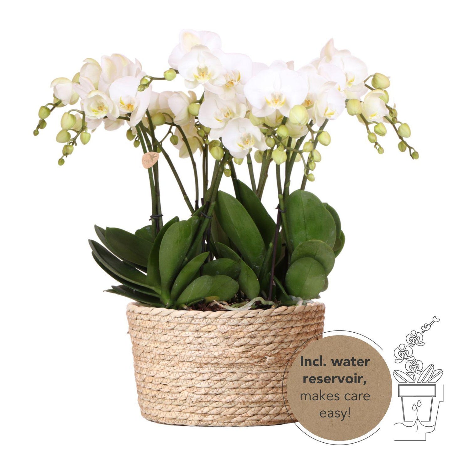 Hummingbird Orchids | white orchid set in Reed Basket incl. water tank | three white orchids Ghent 12cm | Mono Bouquet white with self-sufficient water reservoir.