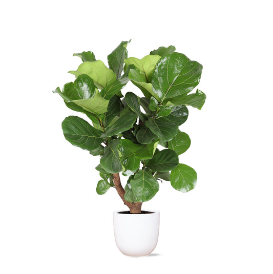 Ficus Lyrata (ramificato) Ø27cm ↕130cm in vaso Boule BIANCO