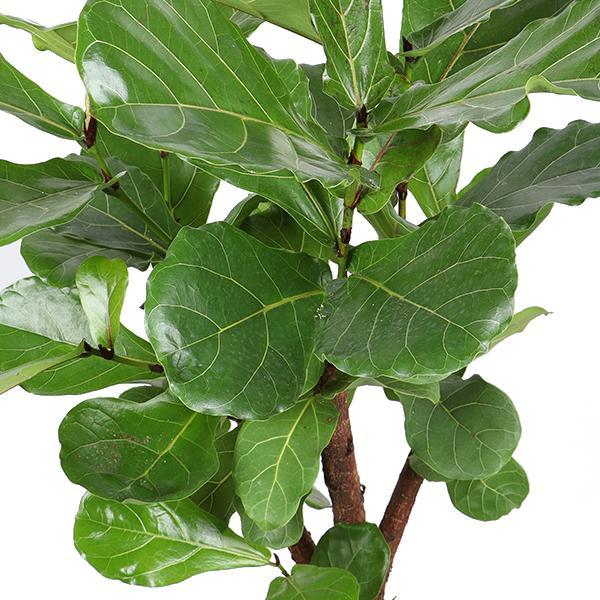 Ficus Lyrata (ramificato) Ø27cm ↕130cm in vaso Boule BIANCO