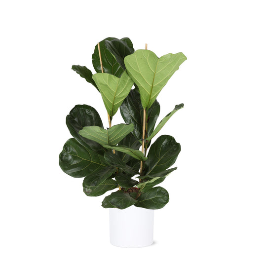 Ficus Lyrata - Ø24cm - ↕120cm in vaso Era BIANCO