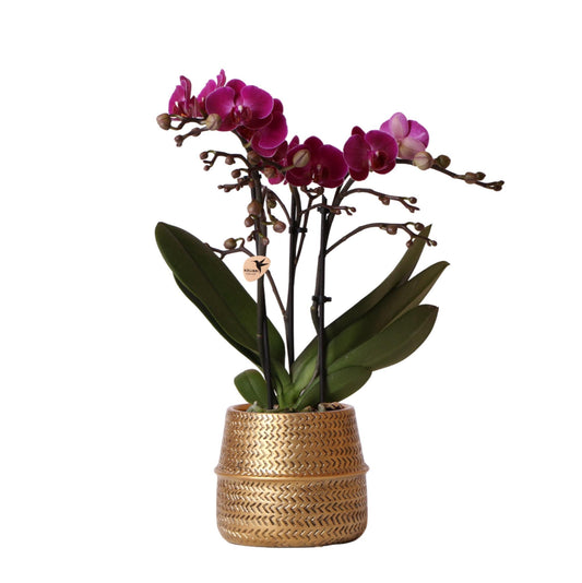 Orchidee colibrì | Orchidea phalaenopsis viola - Morelia + Groove vaso decorativo oro - dimensioni vaso Ø9 cm - altezza 35 cm | pianta d'appartamento in fiore - fresca dal coltivatore