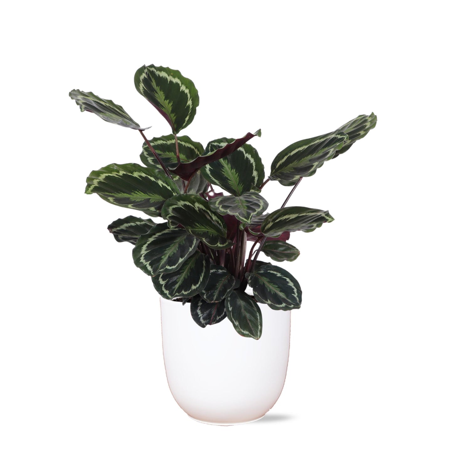 Calathea Medallion Ø21cm - ↕70cm in Boule WHITE pot