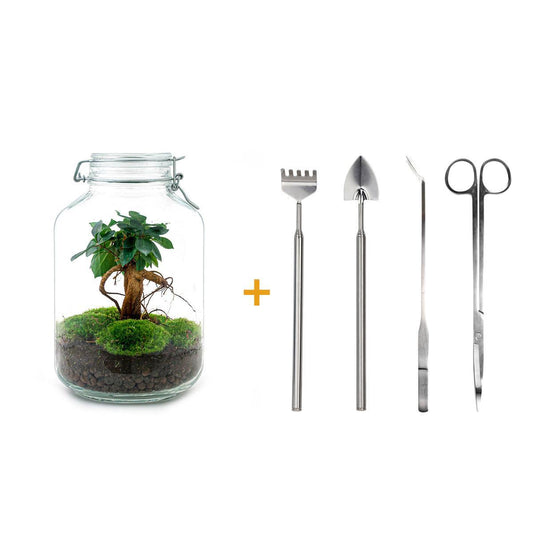 Terrario fai da te - Ficus Ginseng bonsai - ↕ 28 cm - Rastrello + Pala + Pinzetta + Forbici