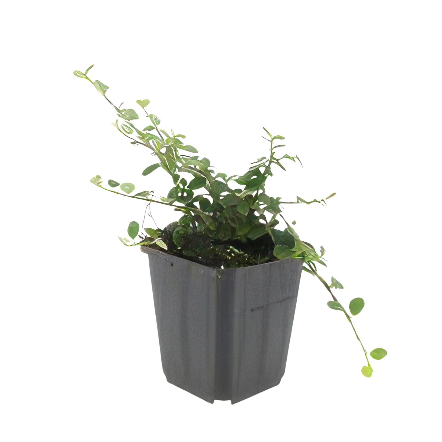 Cotoneaster pr. 'Il ritrovamento di Streib' - ↕25 cm - Ø9 cm - 40x