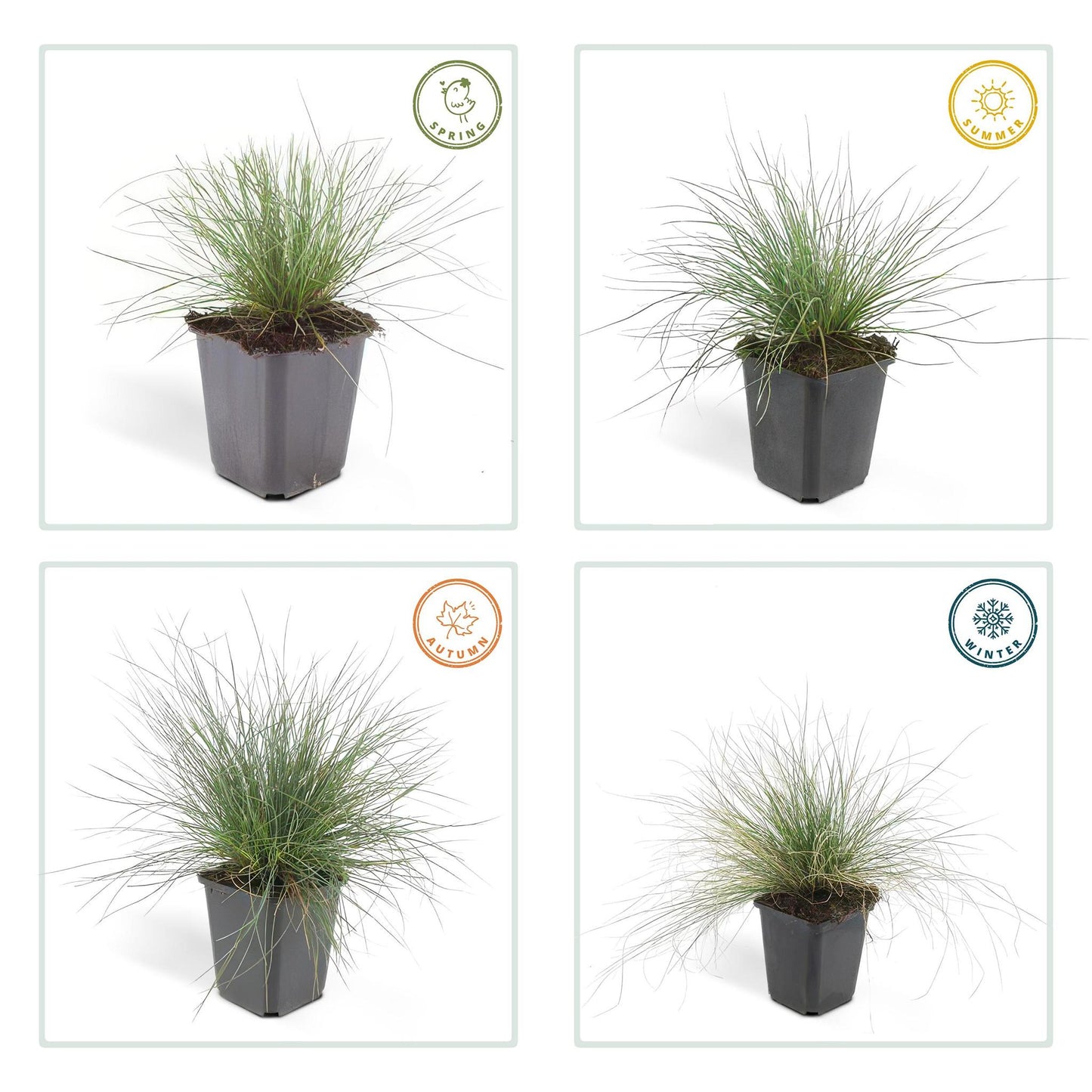 Festuca glauca 'Elijah Bleu' - ↕10-25cm - Ø9cm - 40x