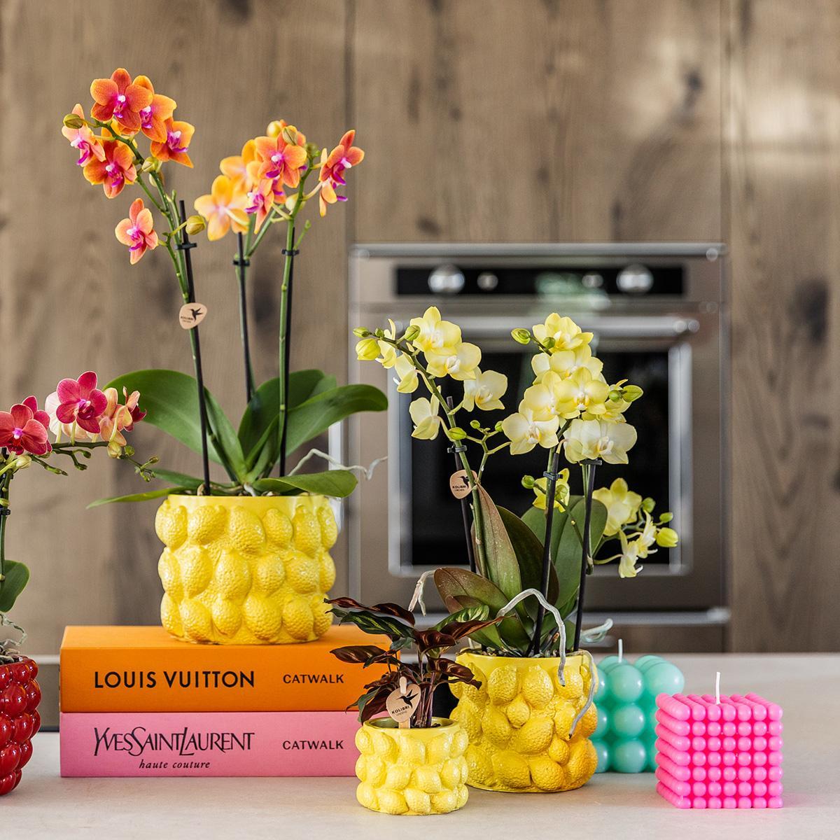 Casa del colibrì | Combi deal - Vaso per fiori di agrumi - vaso decorativo in cemento giallo