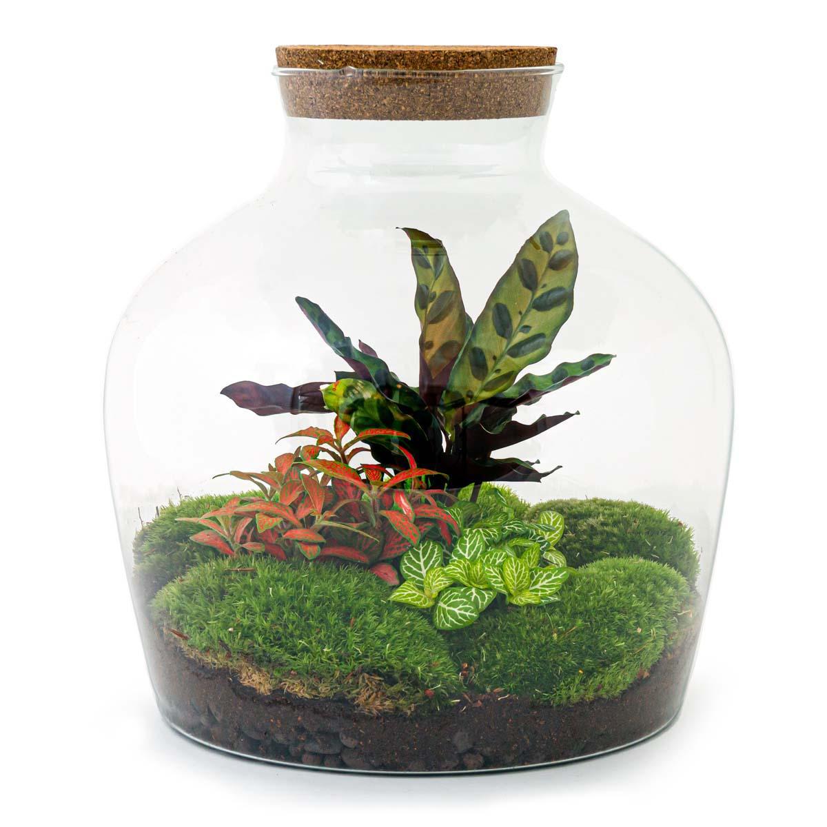 DIY terrarium - Fat Joe Rood - ↕ 30 cm - Rake + Shovel + Tweezer